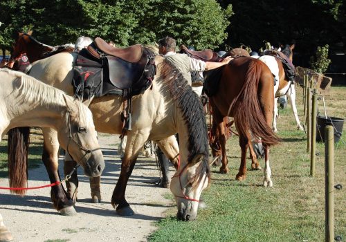 Chevaux attendant d'entrée au paddock Arrivée de cavalier et de leur amis à 4 pattes au camping