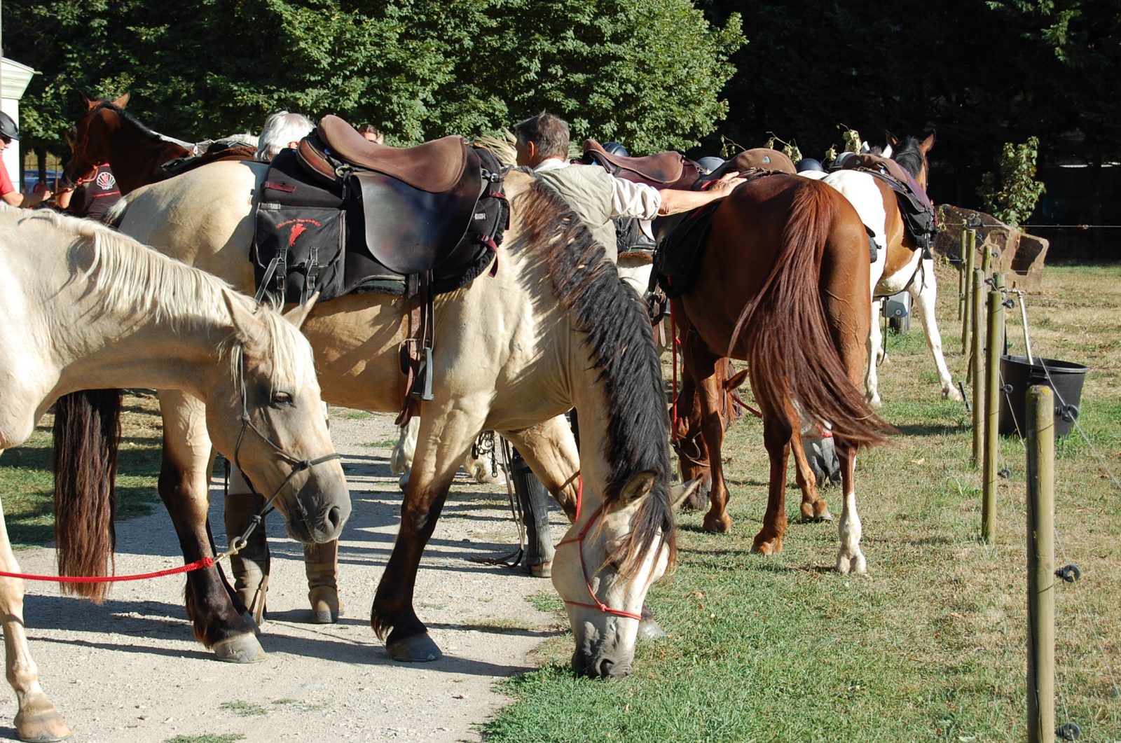 Arrivée de cavalier et de leur amis à 4 pattes au camping