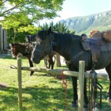 Chevaux qui attendent leur paddock L'accueil des cavaliers et leurs animeaux se fait directement sur le camping.
